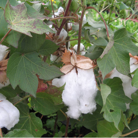 Bawełna indyjska Gossypium herbaceum 5szt nasion