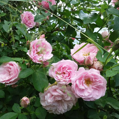 Róża pnąca Glenrose pojemnik