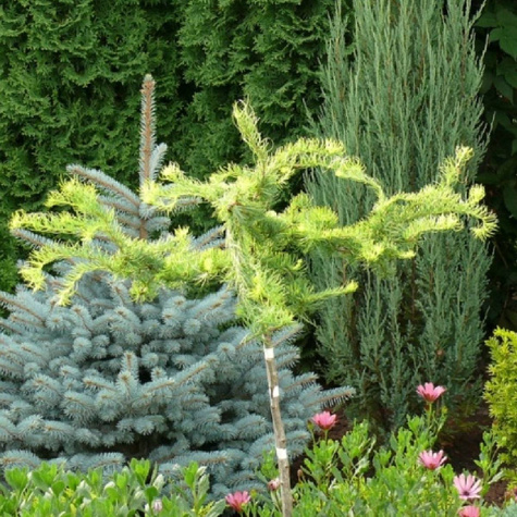 Modrzew japoński Diana pokręcony jak EGZOTYCZNY