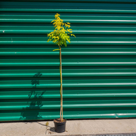 Klon jesionolistny Odessanum szczepiony na pniu