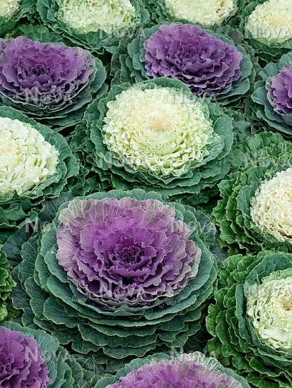 Kapusta Ozdobna biała Karbowana SADZONKA Królowa Jesieni