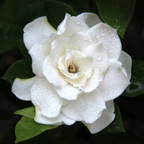 Gardenia Crown Jewel (P9)