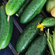 Nasiona otoczkowane Ogórek gruntowy Kmicic F1 50 ziaren konserwowy 