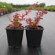 Berberys Thunberga Orange Carpet (C2)