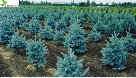 Świerk kłujący Dolores