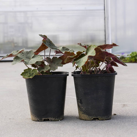 Żurawka kosmata owłosiona Brownies (C2)