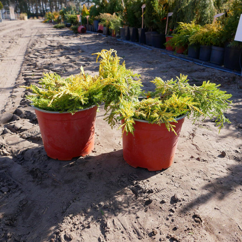 Jałowiec pośredni Saybrook Gold (C2)