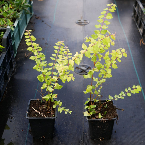 Śnieguliczka Chenaullta Brain de Soleil (C2)