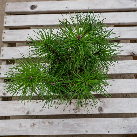 Sosna górska kosodrzewina Mughus P9