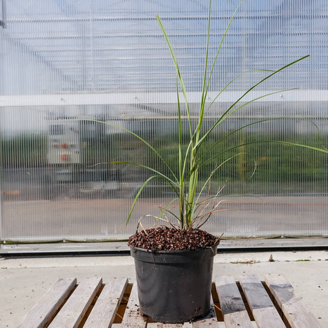 Miskant chiński Malepartus