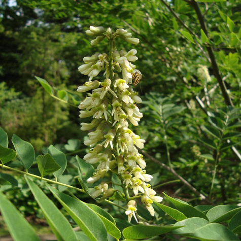 Makia amurska Maackia amurensis