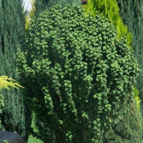 Dereń świdwa Compressa (C2)