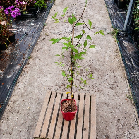 Powojnik wielkokwiatowy Perida