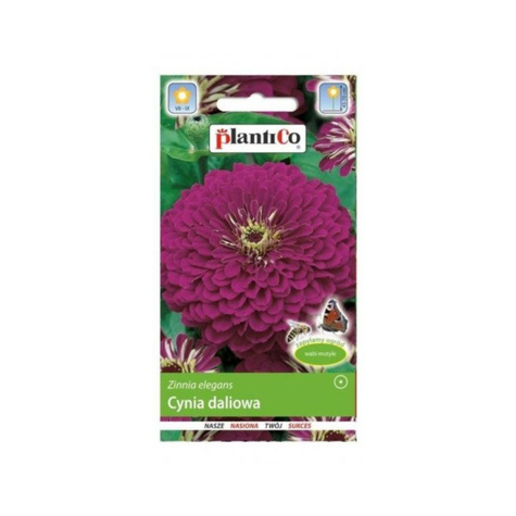 Cynia wytworna daliowa fioletowa 1g