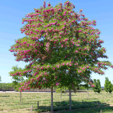 Robinia akacjowa Akacja fioletowa szczepiona na pniu miododajna