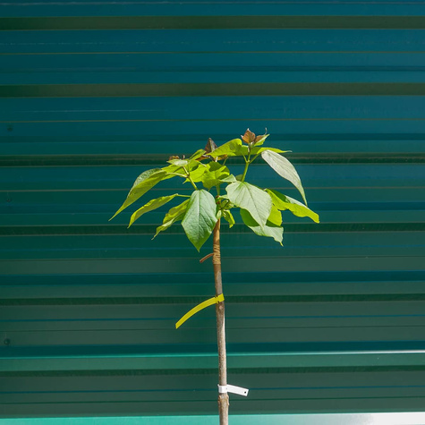 Katalpa szczepiona na pniu Pulweranta