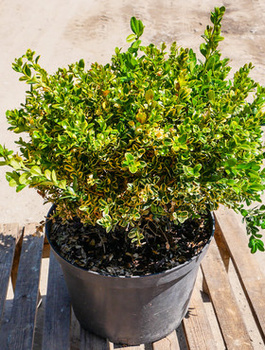 Bukszpan drobnolistny Golden Triumph