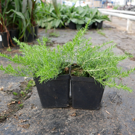 Płomyk szydlasty Floks McDaniel's Cushion (C2)