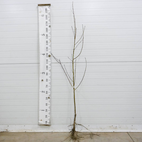 Nektaryna Durbin Plant Pack