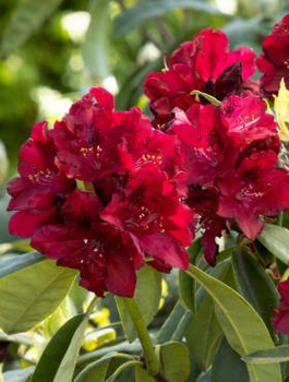 Rododendron Różanecznik czerwony (C2)