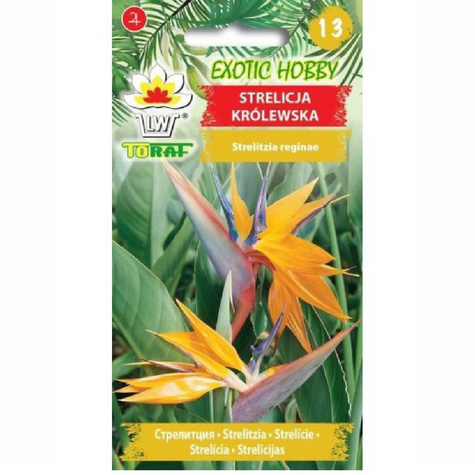 Strelicja królewska Rajski Ptak Strelitzia reginae 5 sztuk nasion