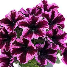 Surfinia fioletowo-różowa Space Pink