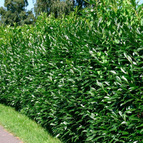 Laurowiśnia wschodnia Caucasica (C2)