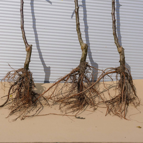 Jabłoń Discovery Plant Pack