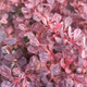 Berberys thunberga Rosetta (C2)