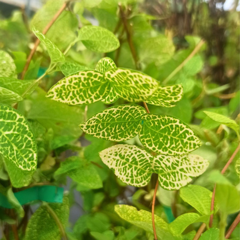 Wiciokrzew japoński Aureoreticulata