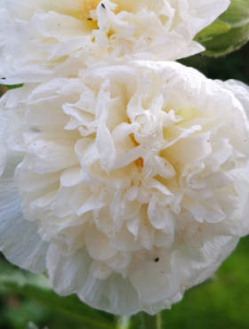 Malwa różowa Chaters White (P9)