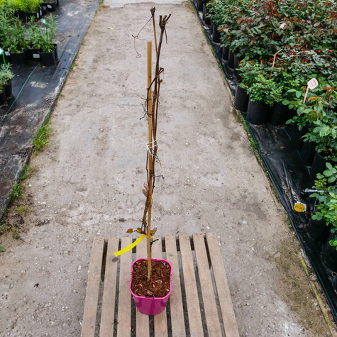 Winorośl winogrona Konkord Rosyjski donica C2