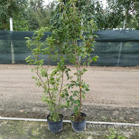 Dereń jadalny Juliusz