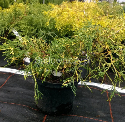 Cyprysik groszkowy Filifera Aureovariegata