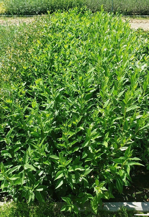 Wierzba Flame czerwone pędy (C2)