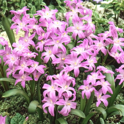 Śnieżnik lśniący Rose Queen