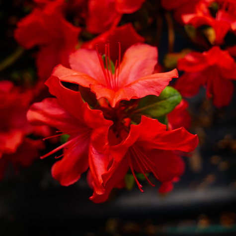 Azalia japońska ciemno-czerwona Krwista (C2)