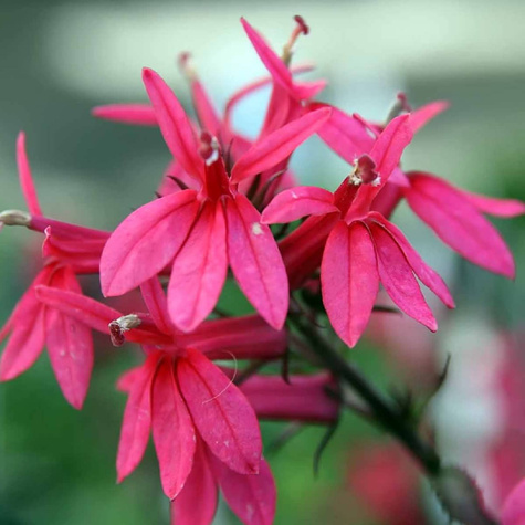 Lobelia okazała Starship Rose (C2)