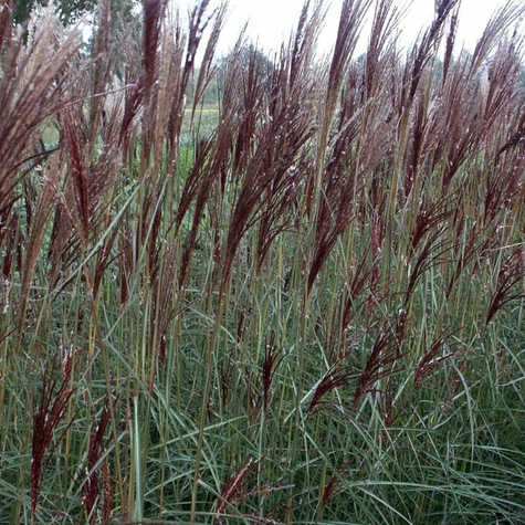 Miscanthus sinensis Miskant chiński China