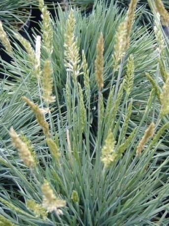 Strzęplica sina Coolio