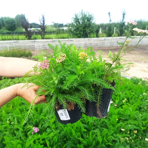 Krwawnik pospolity Cerise Queen (C2)