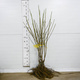 Czereśnia Summit Plant Pack