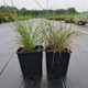 Miskant chiński Adagio Miscanthus sinensis