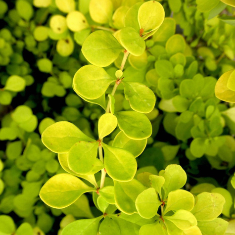 Berberys Thunberga Bonanza Gold (C2)