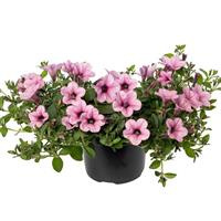 Surfinia różowa Dekko Rose Vein