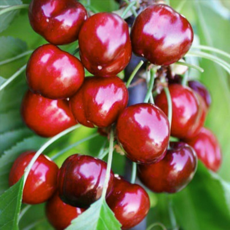 Czereśnia karłowa Burlat Plant Pack (GISELA5)