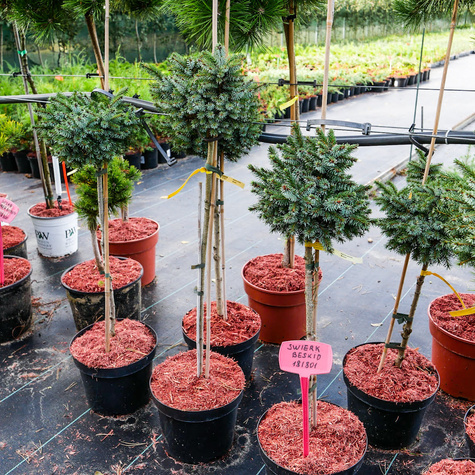 Świerk serbski Beskid szczepiony na pniu Pa50