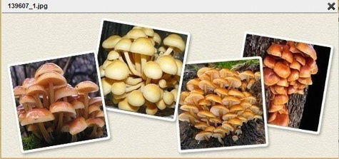 Grzybnia z substratem Planto Zimówka aksamitnotrzonowa 3kg