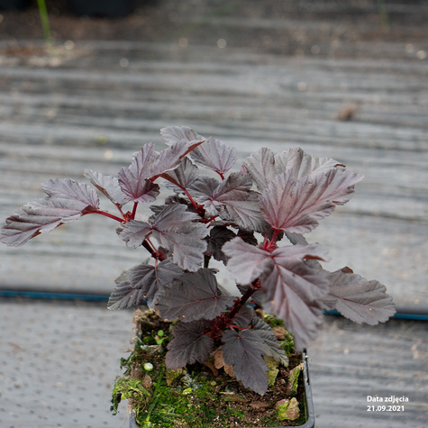 Pęcherznica kalinolistna Purple Horizon (C2)