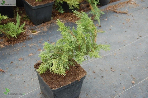 Jałowiec sabiński Tamariscifolia (C2)